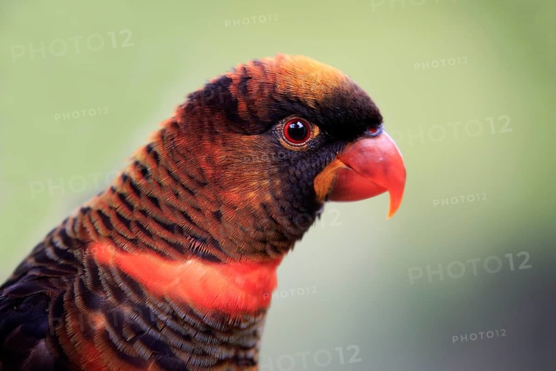 Black lorikeet
