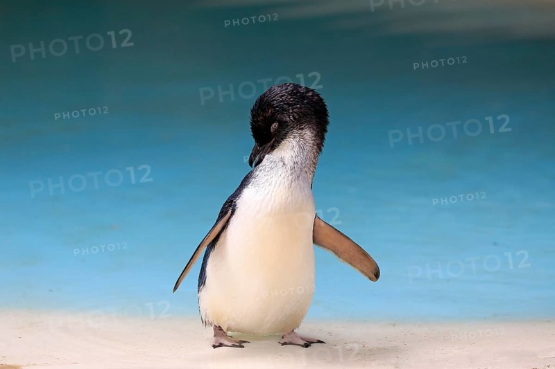 Little penguin