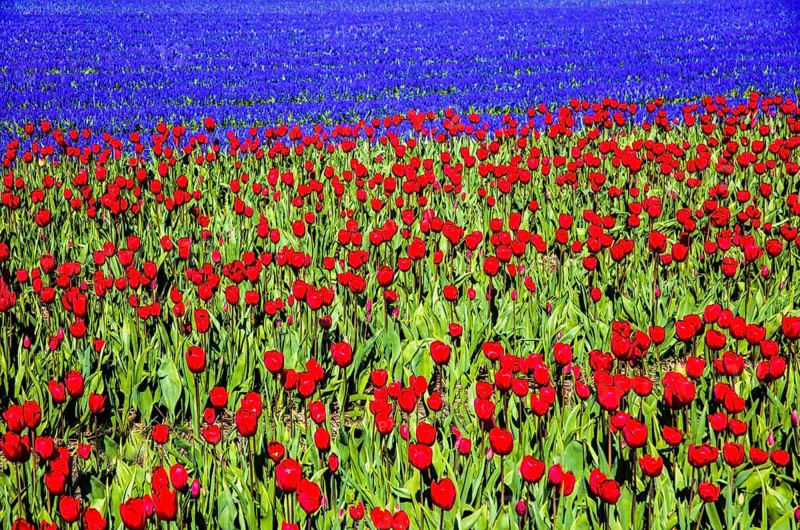 Flowering tulip fields
