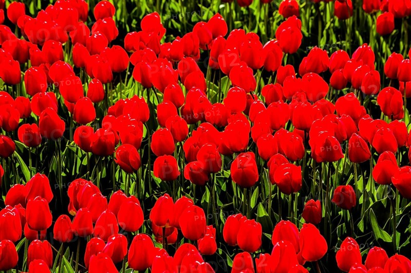 Flowering tulip fields