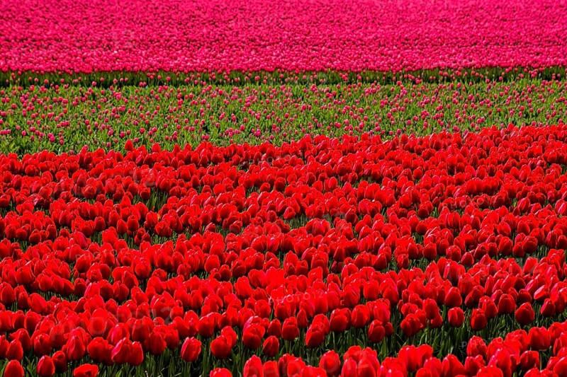 Flowering tulip fields