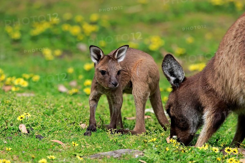 Kangaroo Island Kangaroo