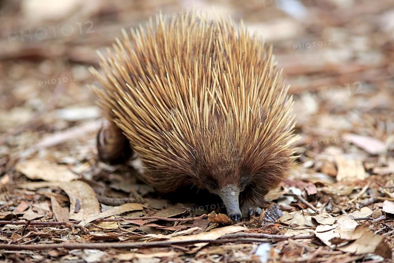 Short-billed Echidna