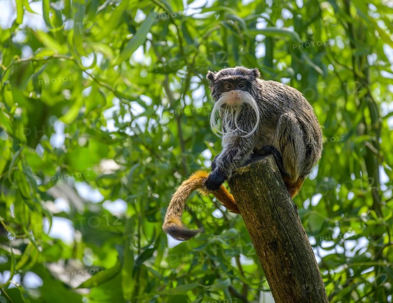 Emperortamarin