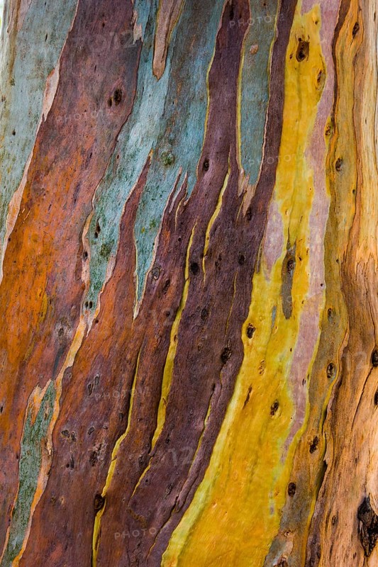 Colourful eucalyptus tree bark