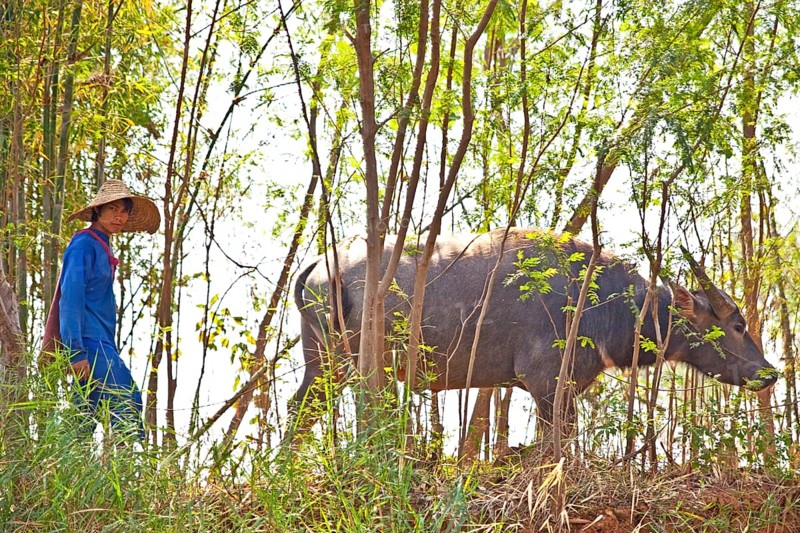 Water buffalo on the banks of the Nam Pilu River