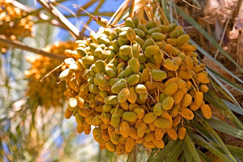 Dates in an oasis in the Draa Valley