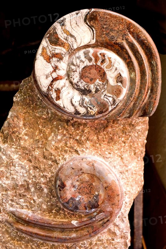 Fossil plate