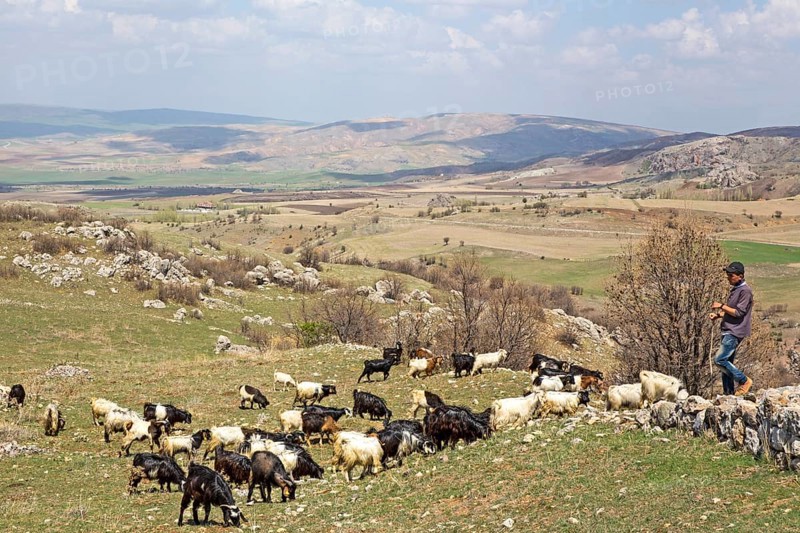Goats in the excavation field