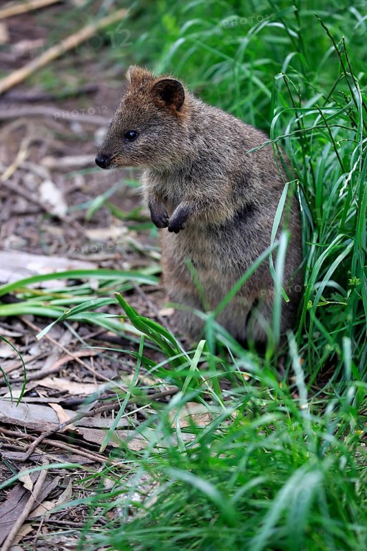 Quokka