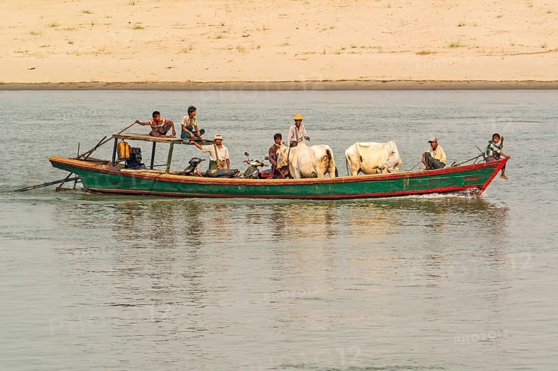 Transporting cattle on the Irrawaddy River
