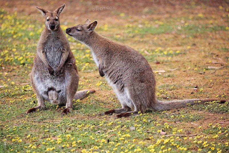 Bennett Wallaby