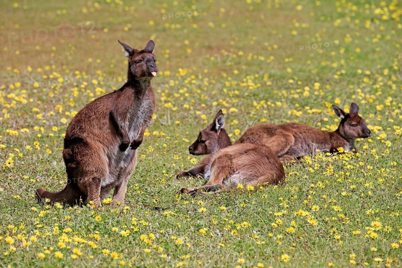 Kangaroo island grey kangaroo