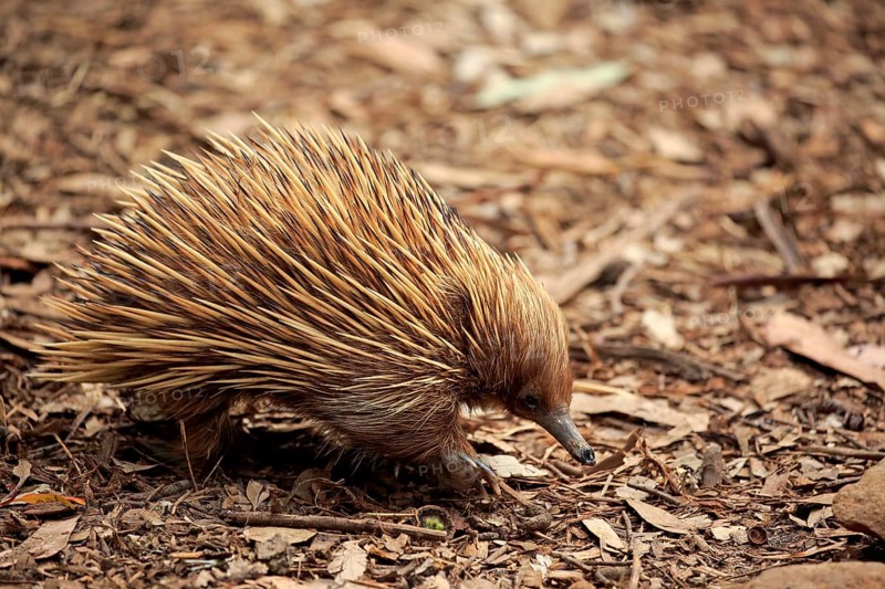Short-billed Echidna