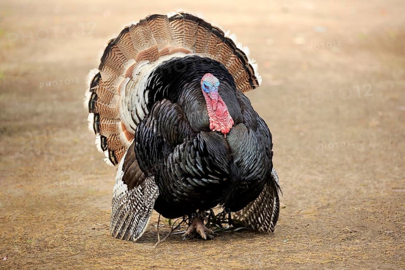 Wild Turkey