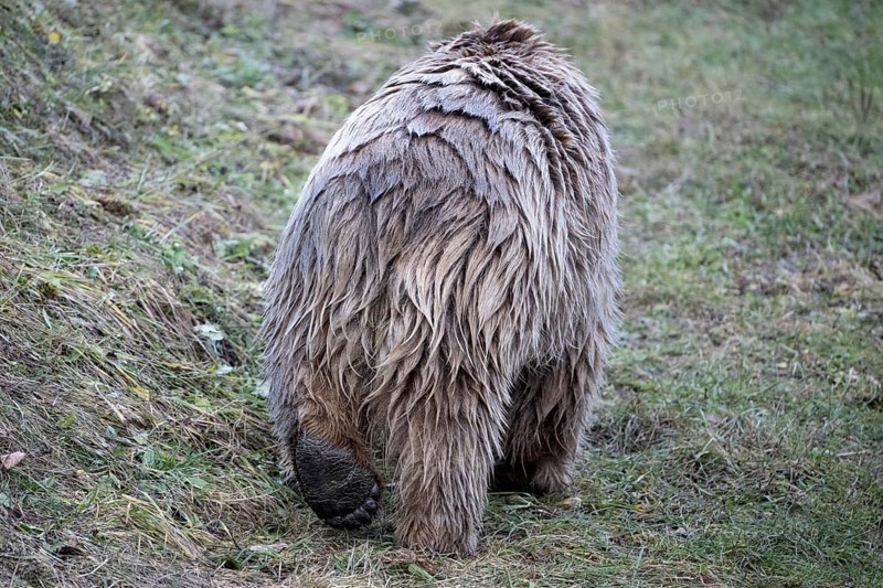 Paw syrian brown bear