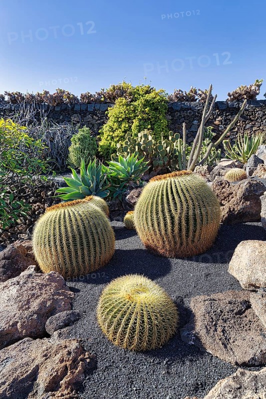 Barrel Cactus