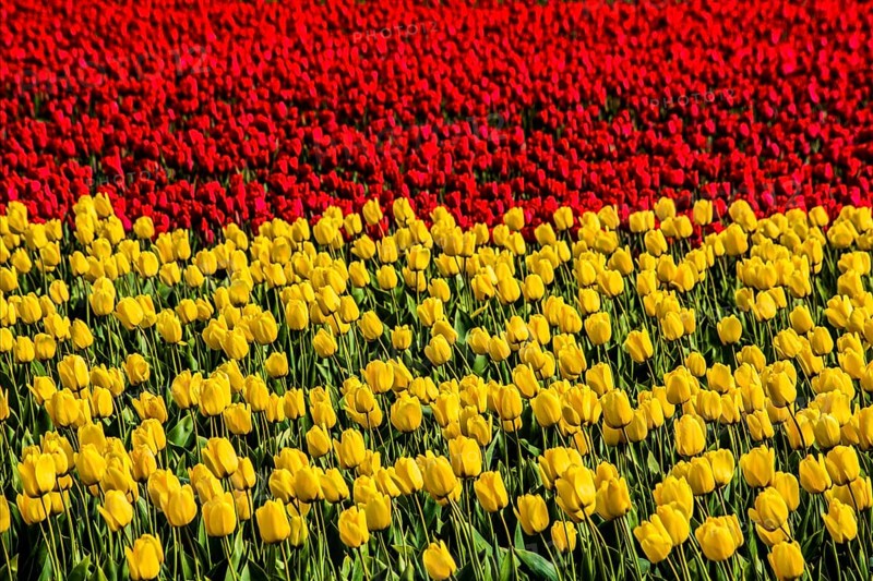 Flowering tulip fields