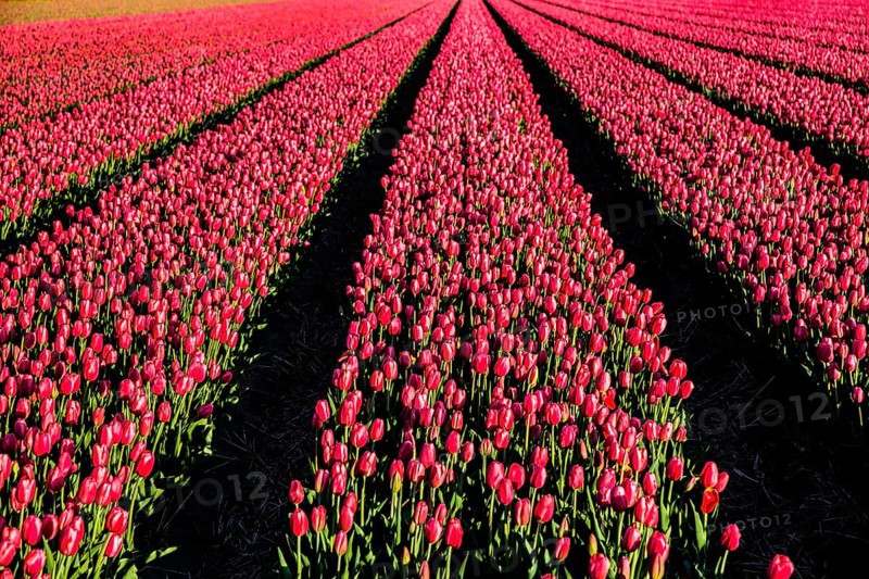 Flowering tulip fields