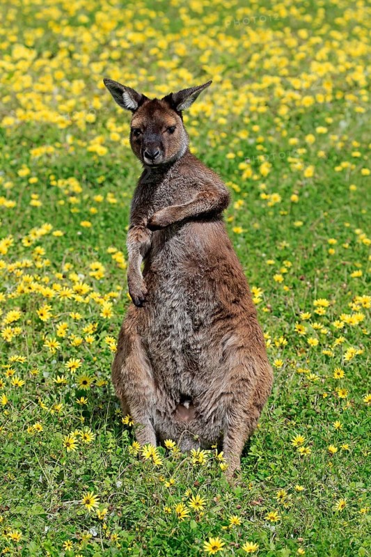 Kangaroo island grey kangaroo