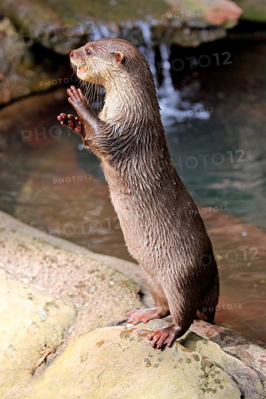 Oriental small clawed Otter