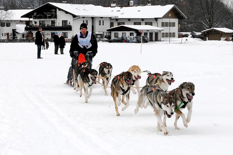 Musher with sled dog team
