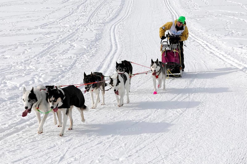 Musher with sled dog team