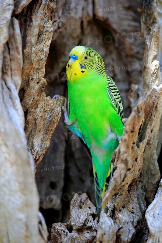 Budgerigar