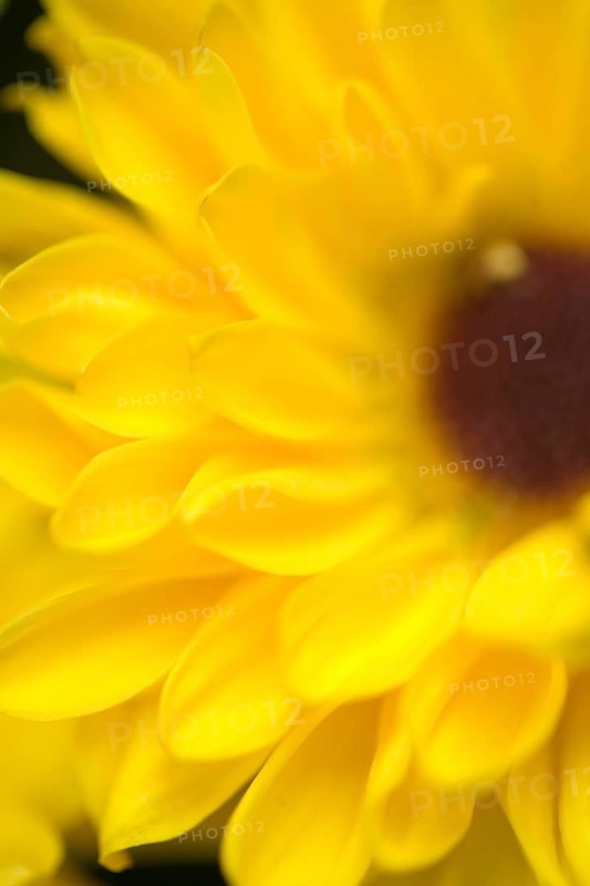Black Eyed Susan
