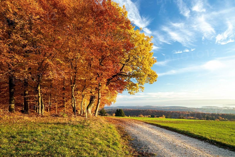 Colourful autumn colours in the forest near Liggeringen