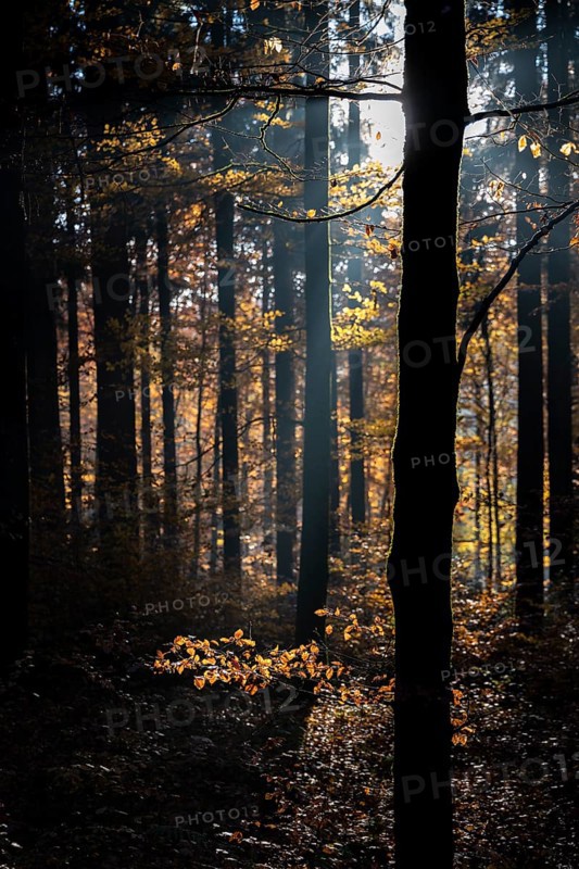 Afternoon sun in the beech forest near Liggeringen