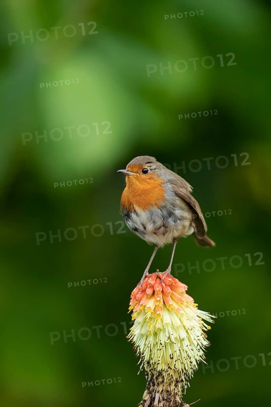 European robin (Erithacus rubecula) adult bird sitting on a Red hot poker flower