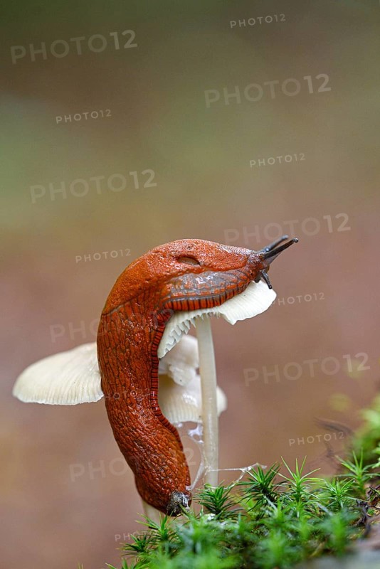 Red slug (Arion rufus)