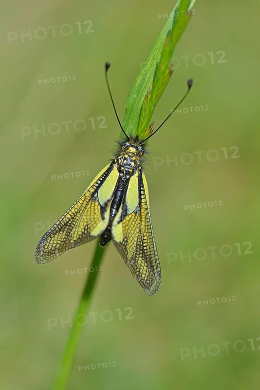 Dragonfly butterfly minnow (Libelloide coccajus)