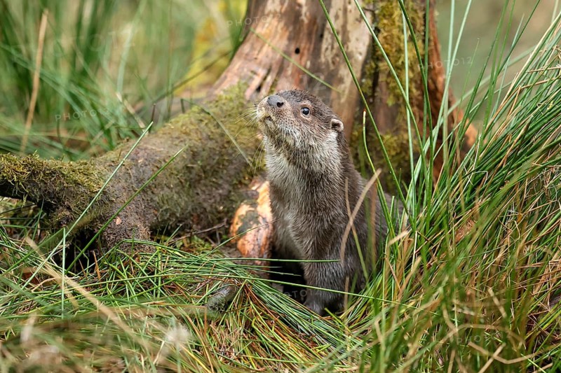 Young european otter (Lutra lutra)