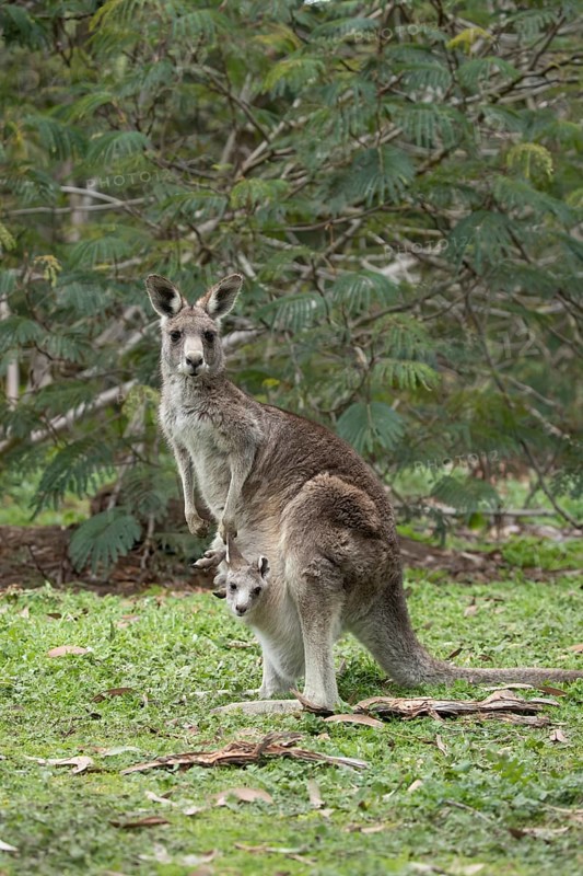 Eastern grey kangaroo (Macropus giganteus) adult female with a juvenile baby joey in it's pouch