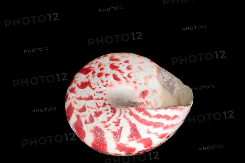 Sea snail Tectus conus