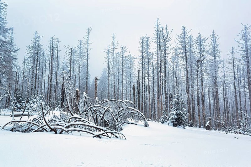 Snow-covered dead spruce (Picea) after infestation by spruce bark beetle or spruce bark beetle