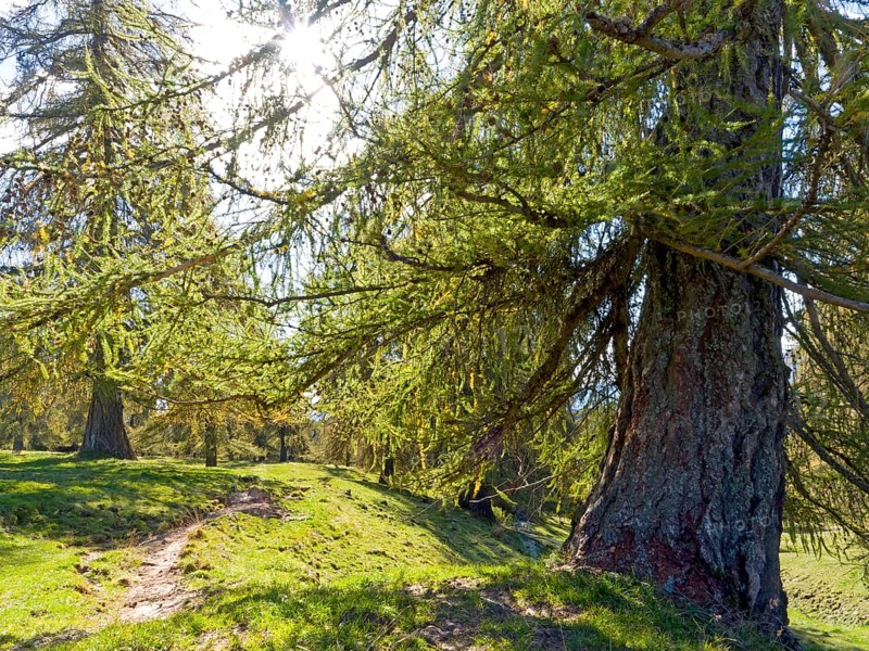 Larch meadows on the Salten