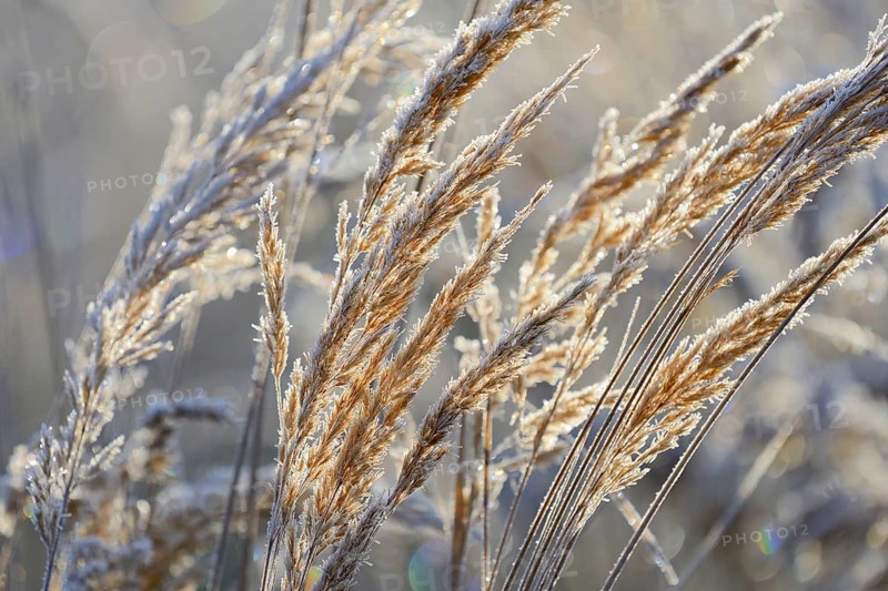 Small reeds (Calamagrostis) with hoarfrost against the light