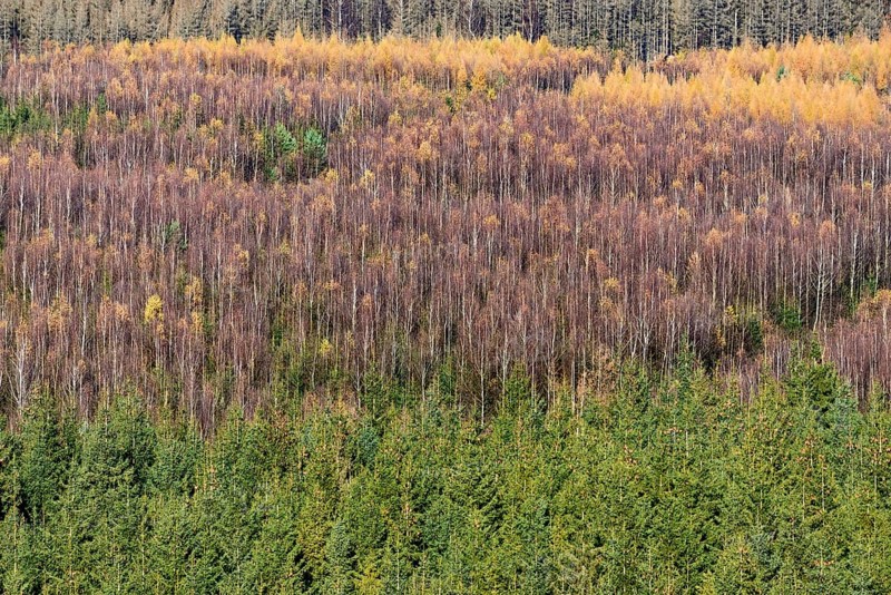 View over european spruce (Picea abies)
