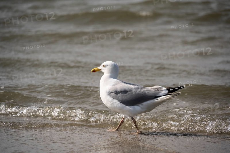 European herring gull (Larus argentatus) running on the shore