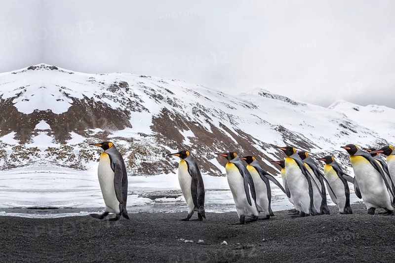 Viele Pinguine spazieren im Sand in der Naehe des Eises