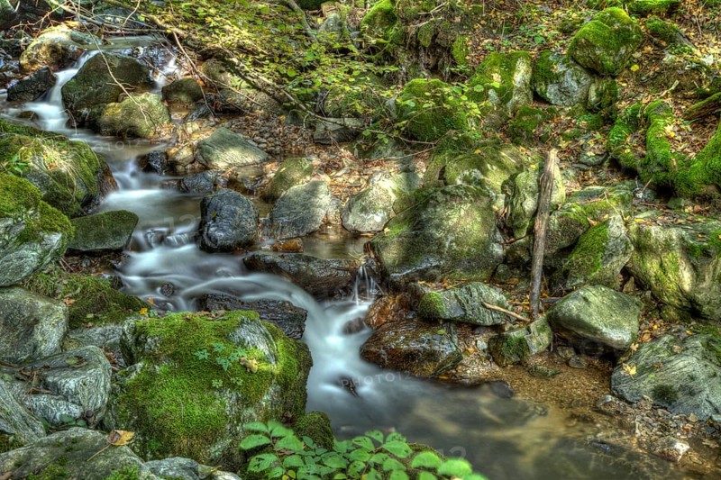 Little brook in the forest