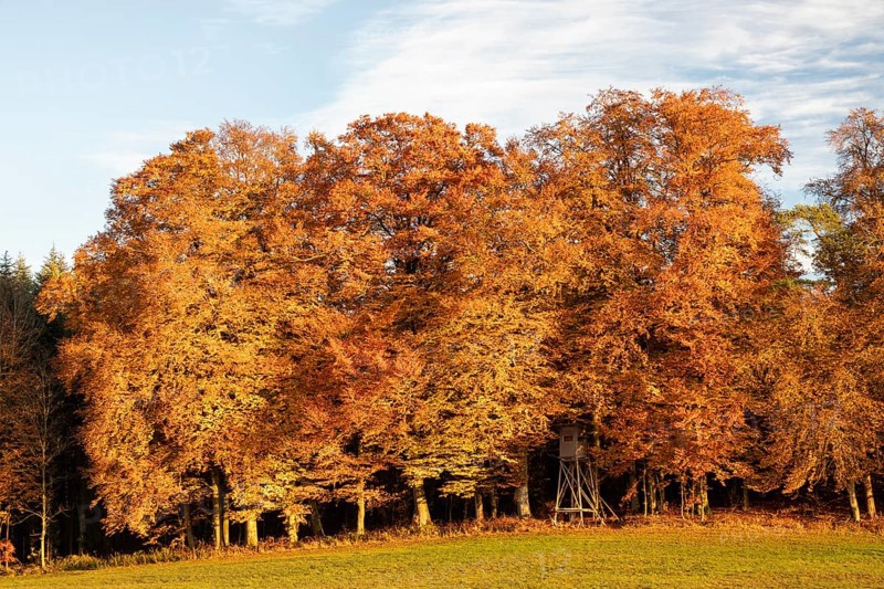 Colourful autumn colours in the forest near Liggeringen