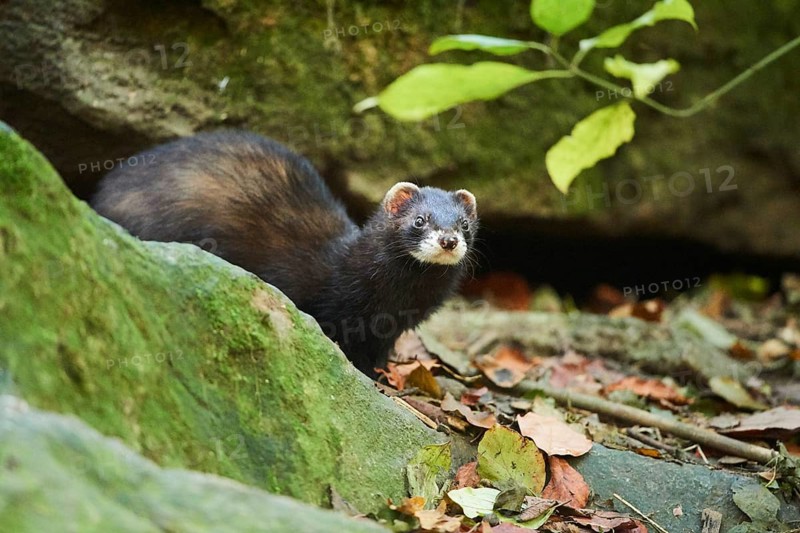 Ferret (Mustela putorius furo)