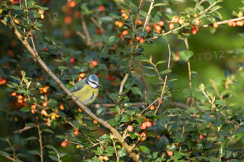 Blue tit (Cyanistes Caeruleus) adult bird on a Cotoneaster tree with red berries