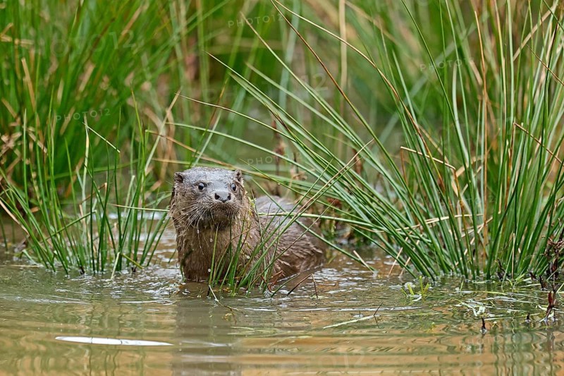 Young european otter (Lutra lutra)