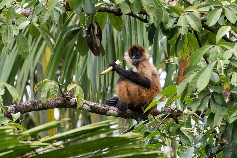 Geoffroy's spider monkey (Ateles geoffroyi) sitting in a tree and eating