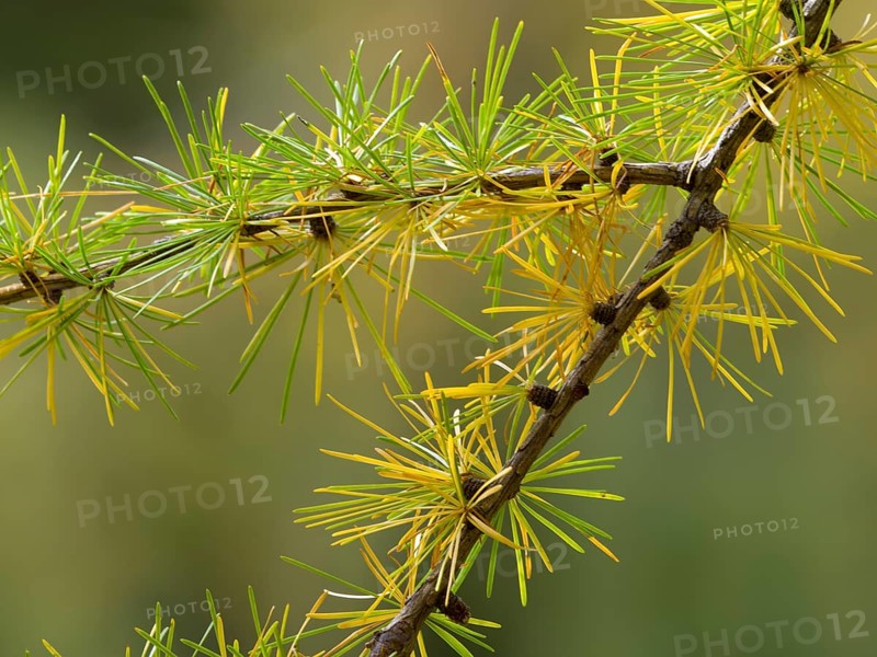 European larch (Larix decidua)